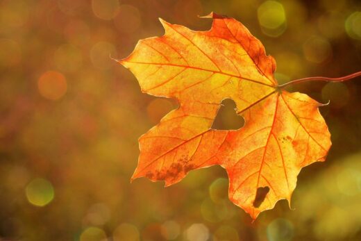 L&#8217;Automne et le Yoga